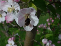 Tierische Besucher